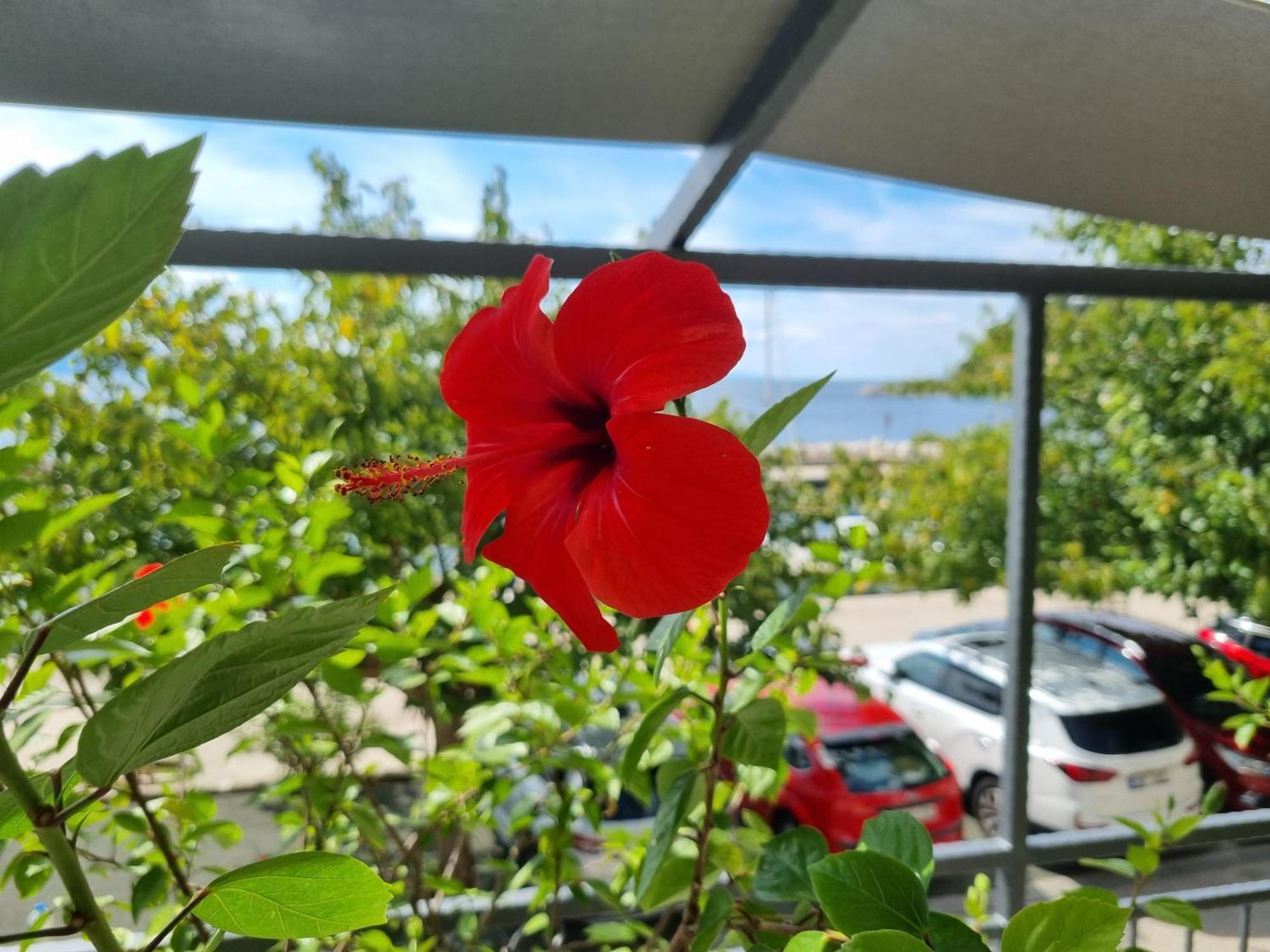 Apartman Ruza Podgora Exteriör bild